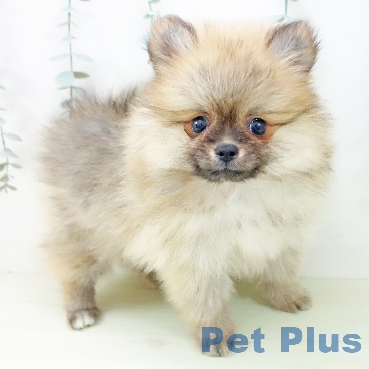 岐阜県のポメラニアン (ペットプラス 光ケ丘店/2026年1月28日生まれ/女の子/オレンジセーブル)の子犬