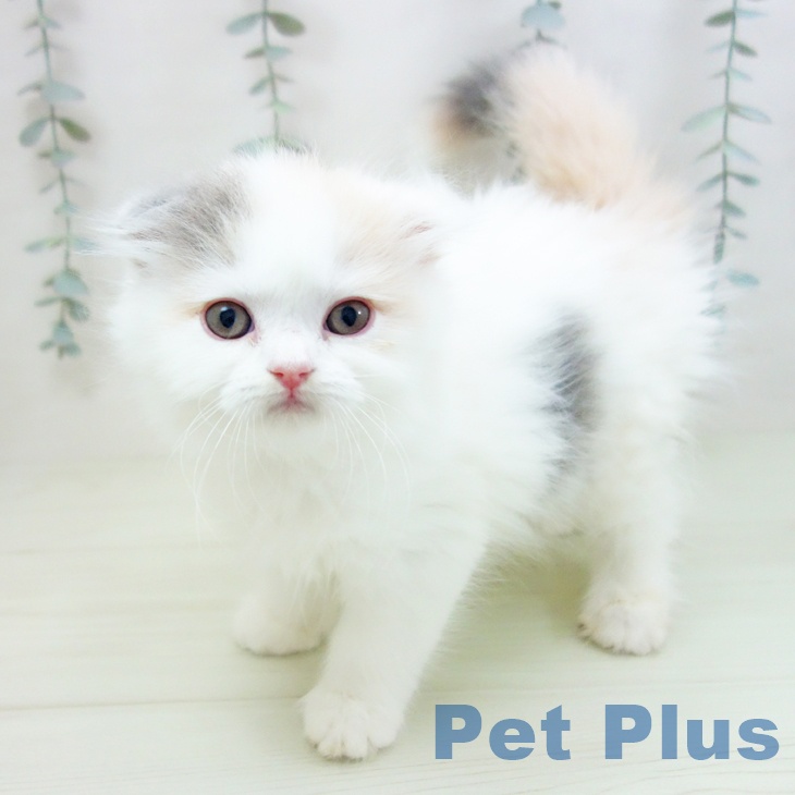 愛知県のスコティッシュフォールド (ペットプラス 則武新町店/2026年1月25日生まれ/女の子/ダイリュートキャリコ)の子猫の1枚目の画像