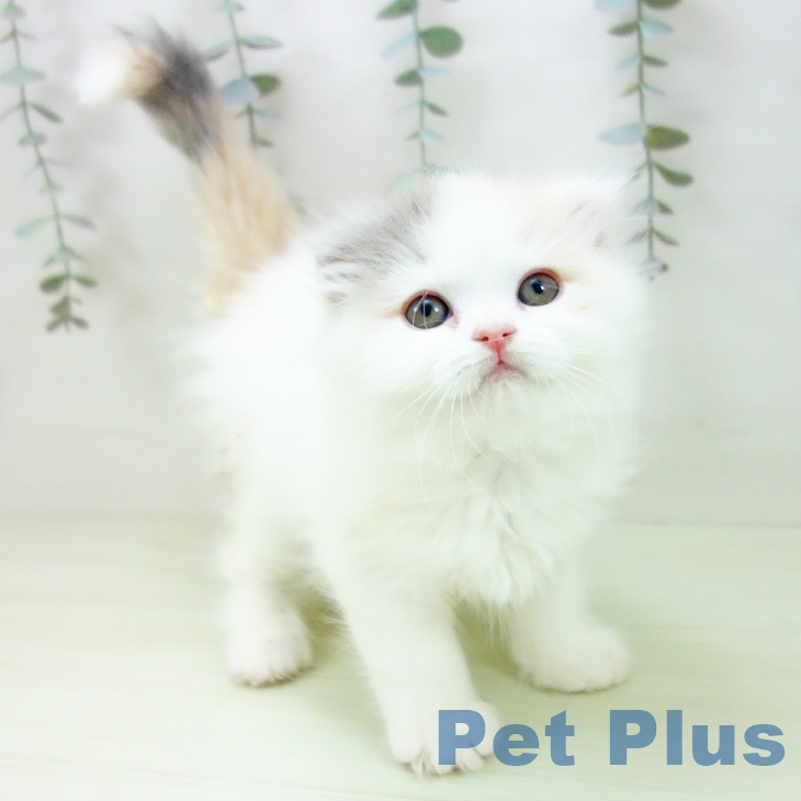 愛知県のスコティッシュフォールド (ペットプラス 則武新町店/2026年1月25日生まれ/女の子/ダイリュートキャリコ)の子猫の2枚目の画像