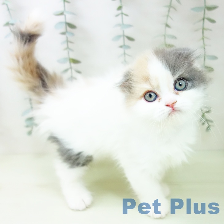熊本県のスコティッシュフォールド (ペットプラス 熊本店/2026年1月25日生まれ/女の子/ダイリュートキャリコ)の子猫の1枚目の画像