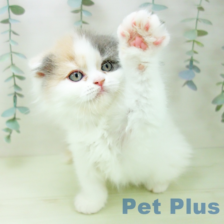熊本県のスコティッシュフォールド (ペットプラス 熊本店/2026年1月25日生まれ/女の子/ダイリュートキャリコ)の子猫の2枚目の画像