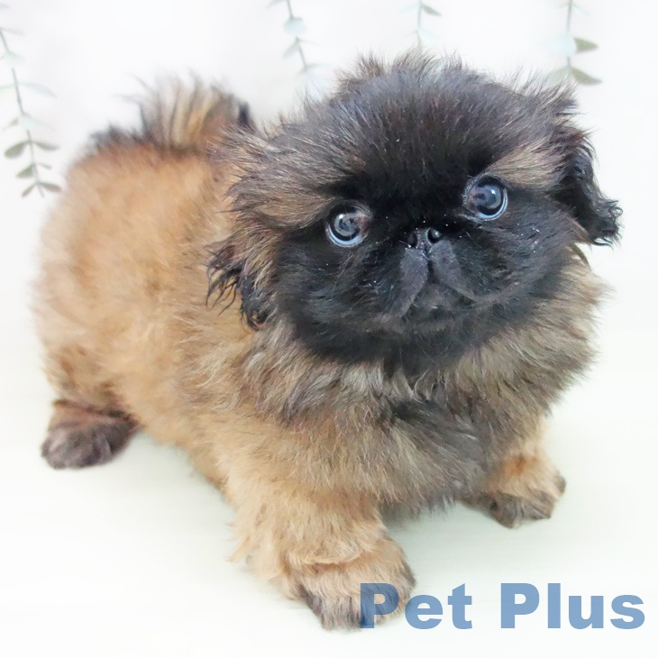 愛知県のペキニーズ (ペットプラス ナゴヤドーム前店/2026年1月20日生まれ/女の子/レッドブラックマスク)の子犬の1枚目の画像