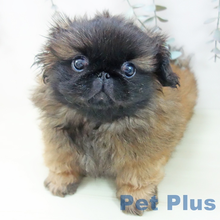 愛知県のペキニーズ (ペットプラス ナゴヤドーム前店/2026年1月20日生まれ/女の子/レッドブラックマスク)の子犬の2枚目の画像