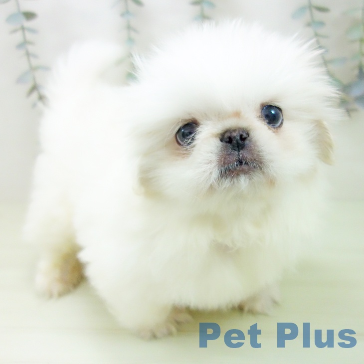 愛知県のペキニーズ (ペットプラス イオンモール豊川店/2026年1月28日生まれ/男の子/ホワイト)の子犬の1枚目の画像
