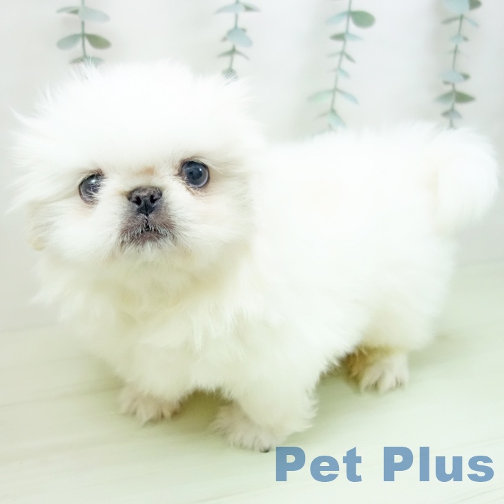 愛知県のペキニーズ (ペットプラス イオンモール豊川店/2026年1月28日生まれ/男の子/ホワイト)の子犬の2枚目の画像