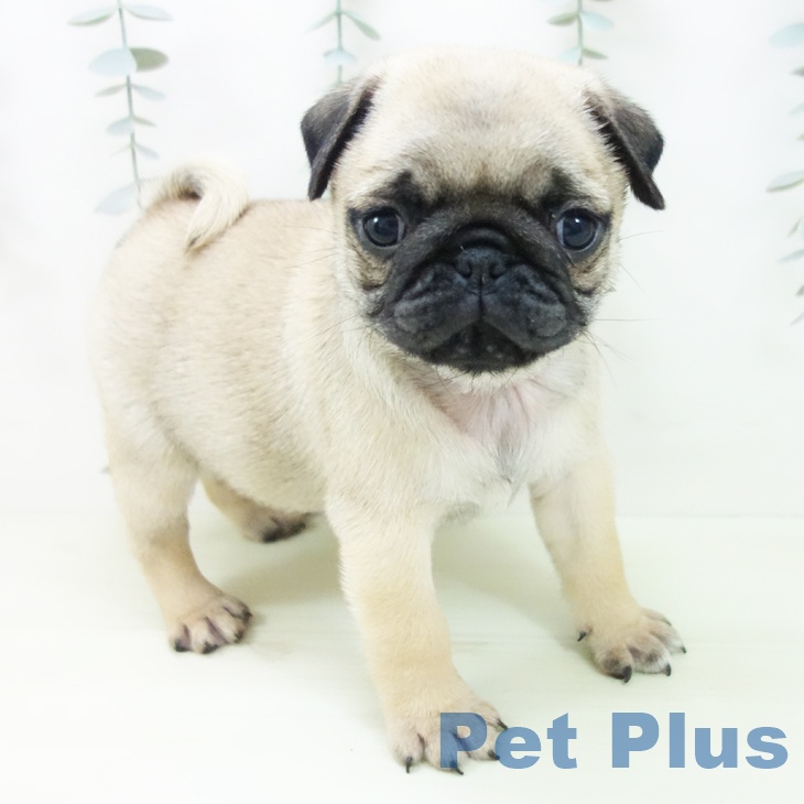 愛知県のパグ (ペットプラス 岡崎店/2026年1月25日生まれ/男の子/フォーン)の子犬の1枚目の画像