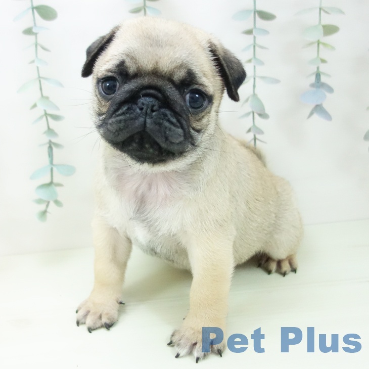 愛知県のパグ (ペットプラス 岡崎店/2026年1月25日生まれ/男の子/フォーン)の子犬の2枚目の画像