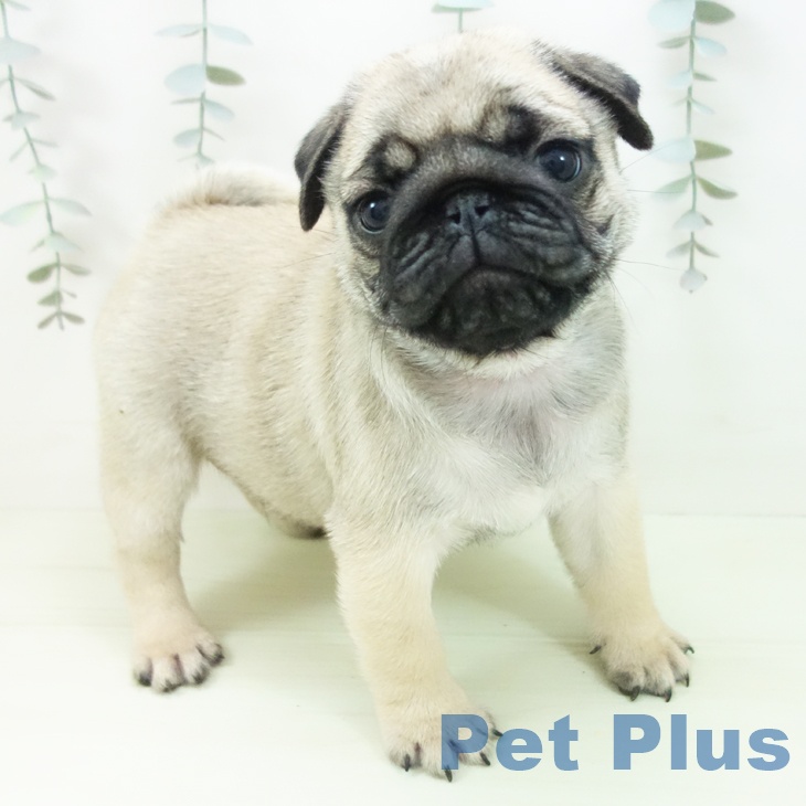 石川県のパグ (ペットプラス 白山店/2026年1月25日生まれ/男の子/フォーン)の子犬の1枚目の画像