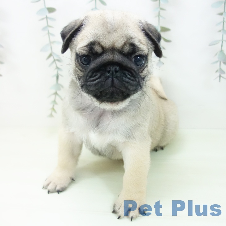 石川県のパグ (ペットプラス 白山店/2026年1月25日生まれ/男の子/フォーン)の子犬の2枚目の画像