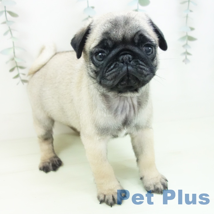愛知県のパグ (ペットプラス ナゴヤドーム前店/2026年1月25日生まれ/女の子/フォーン)の子犬の1枚目の画像