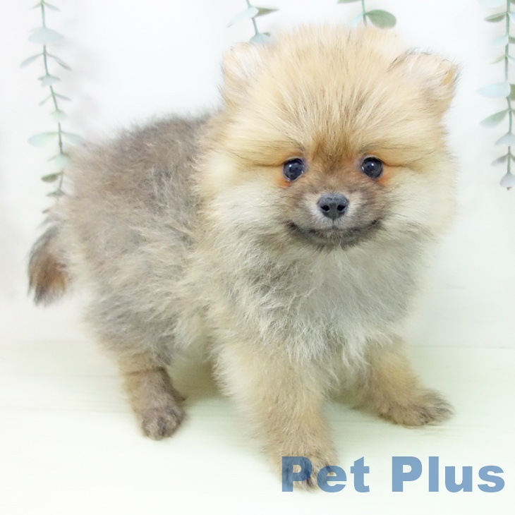 愛知県のポメラニアン (ペットプラス イオンモール長久手店/2026年1月28日生まれ/女の子/オレンジ)の子犬
