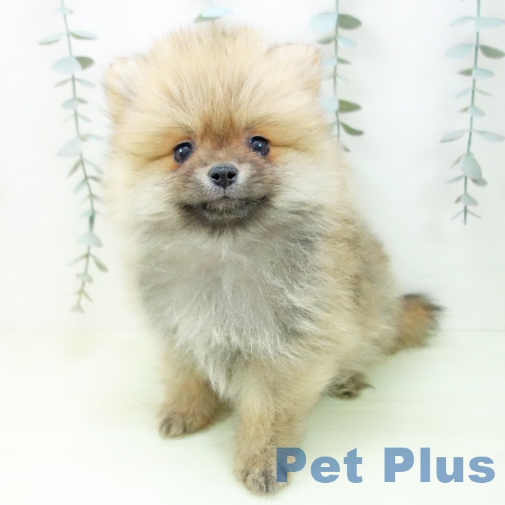 愛知県のポメラニアン (ペットプラス イオンモール長久手店/2026年1月28日生まれ/女の子/オレンジ)の子犬の2枚目の画像