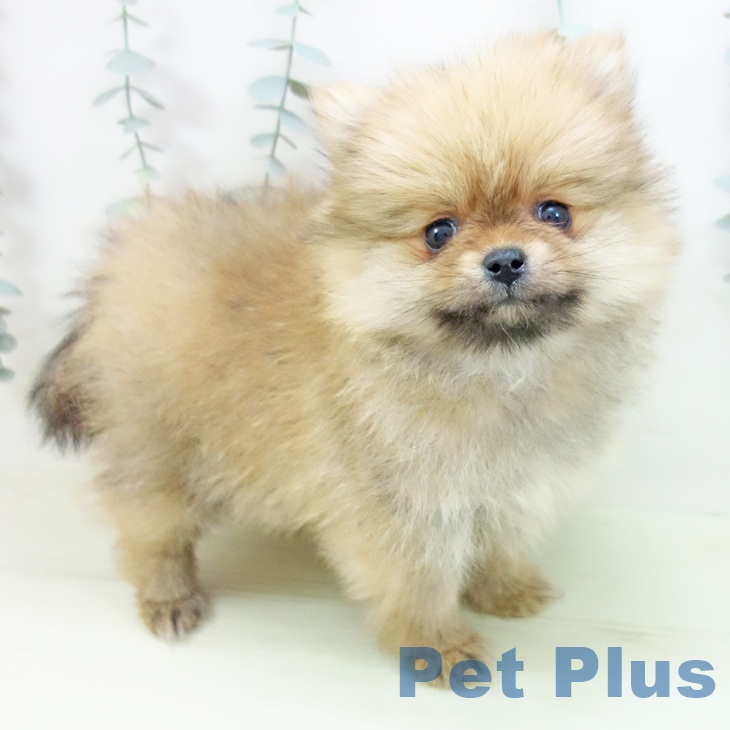 愛知県のポメラニアン (ペットプラス ナゴヤドーム前店/2026年1月28日生まれ/女の子/オレンジ)の子犬