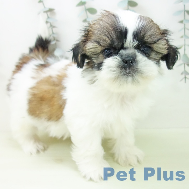 福井県のシーズー (ペットプラス 福井店/2026年1月28日生まれ/女の子/ホワイトゴールド)の子犬の1枚目の画像