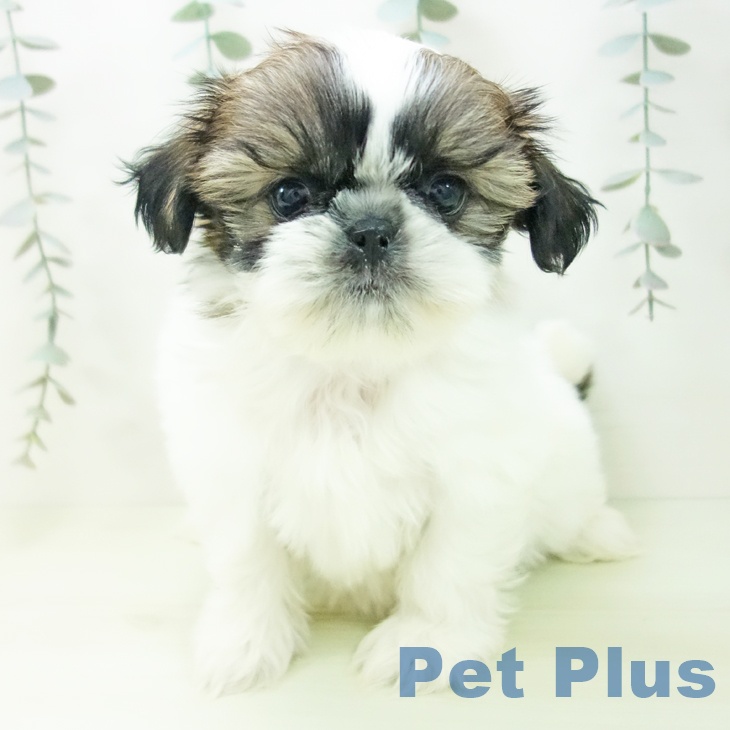 福井県のシーズー (ペットプラス 福井店/2026年1月28日生まれ/女の子/ホワイトゴールド)の子犬の2枚目の画像