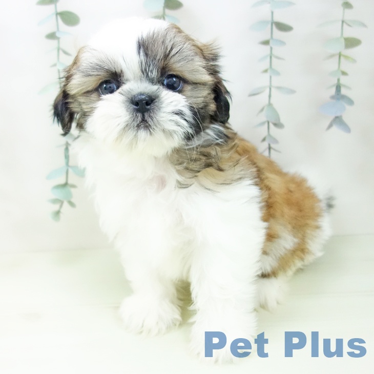 シー・ズーの写真2