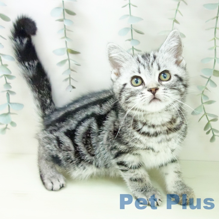 愛知県のアメリカンショートヘアー (ペットプラス ナゴヤドーム前店/2026年1月20日生まれ/男の子/シルバータビー)の子猫の1枚目の画像