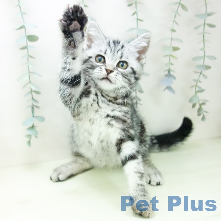 愛知県のアメリカンショートヘアー (ペットプラス ナゴヤドーム前店/2026年1月20日生まれ/男の子/シルバータビー)の子猫の2枚目の画像