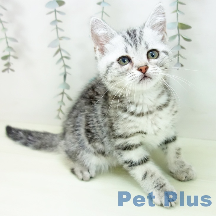 三重県のアメリカンショートヘアー (ペットプラス 鈴鹿店/2026年1月20日生まれ/女の子/シルバータビー)の子猫の1枚目の画像