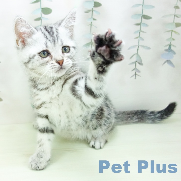 三重県のアメリカンショートヘアー (ペットプラス 鈴鹿店/2026年1月20日生まれ/女の子/シルバータビー)の子猫の2枚目の画像