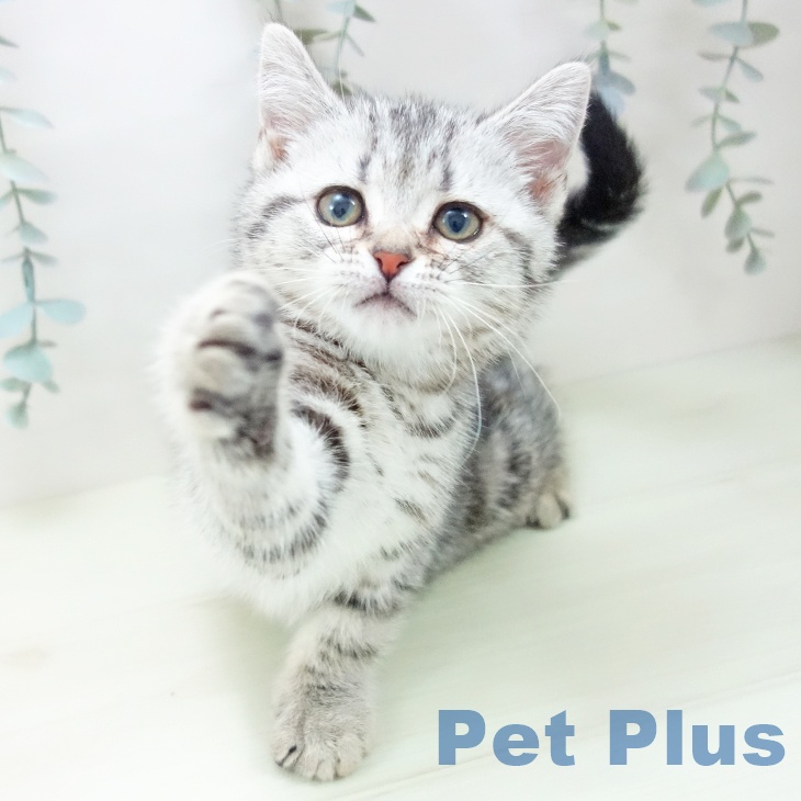 岐阜県のアメリカンショートヘアー (ペットプラス 各務原店/2026年1月20日生まれ/女の子/シルバータビー)の子猫の1枚目の画像