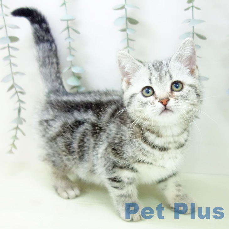 岐阜県のアメリカンショートヘアー (ペットプラス 各務原店/2026年1月20日生まれ/女の子/シルバータビー)の子猫の2枚目の画像