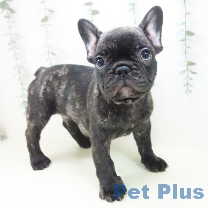 三重県のフレンチブルドッグ (ペットプラス 東員店/2026年1月29日生まれ/男の子/ブリンドル)の子犬の1枚目の画像
