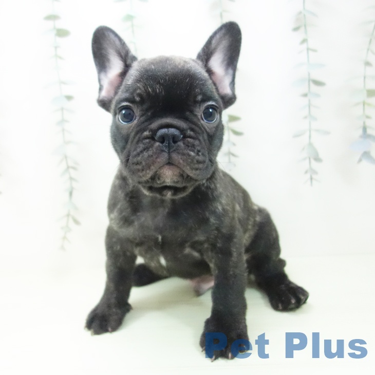 三重県のフレンチブルドッグ (ペットプラス 東員店/2026年1月29日生まれ/男の子/ブリンドル)の子犬の2枚目の画像
