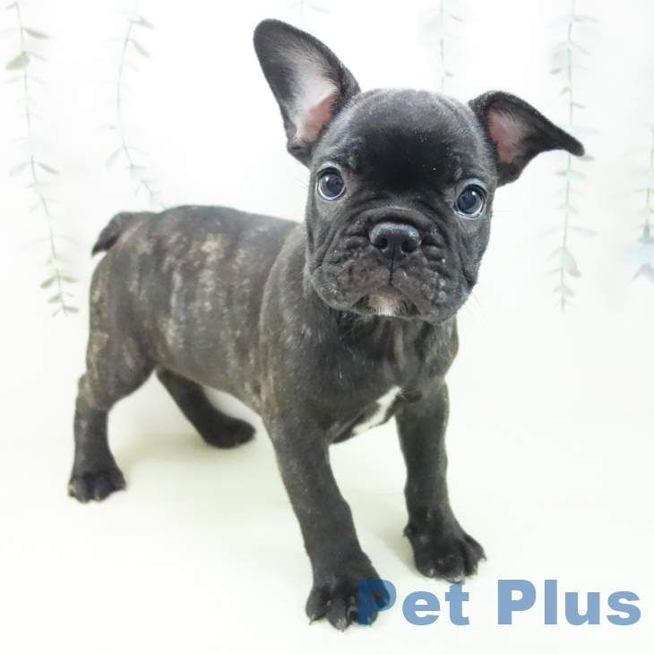 石川県のフレンチブルドッグ (ペットプラス 新小松店/2026年1月29日生まれ/女の子/ブリンドル)の子犬の1枚目の画像