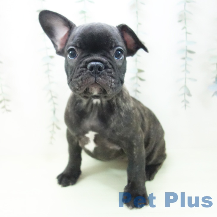 石川県のフレンチブルドッグ (ペットプラス 新小松店/2026年1月29日生まれ/女の子/ブリンドル)の子犬の2枚目の画像