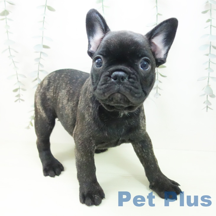 愛知県のフレンチブルドッグ (ペットプラス イオンモール豊川店/2026年1月29日生まれ/女の子/ブリンドル)の子犬の1枚目の画像