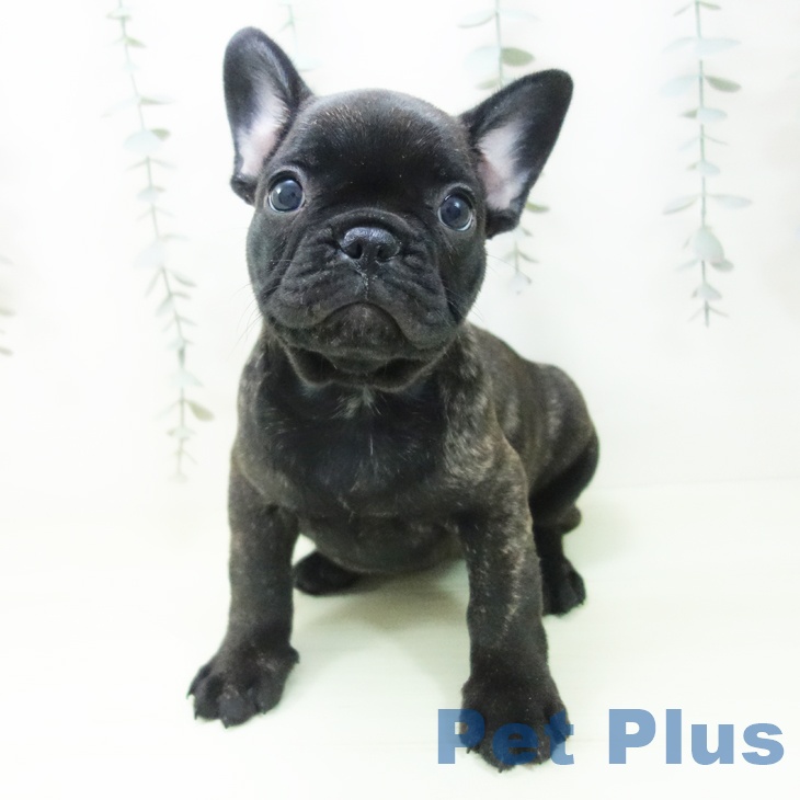 愛知県のフレンチブルドッグ (ペットプラス イオンモール豊川店/2026年1月29日生まれ/女の子/ブリンドル)の子犬の2枚目の画像
