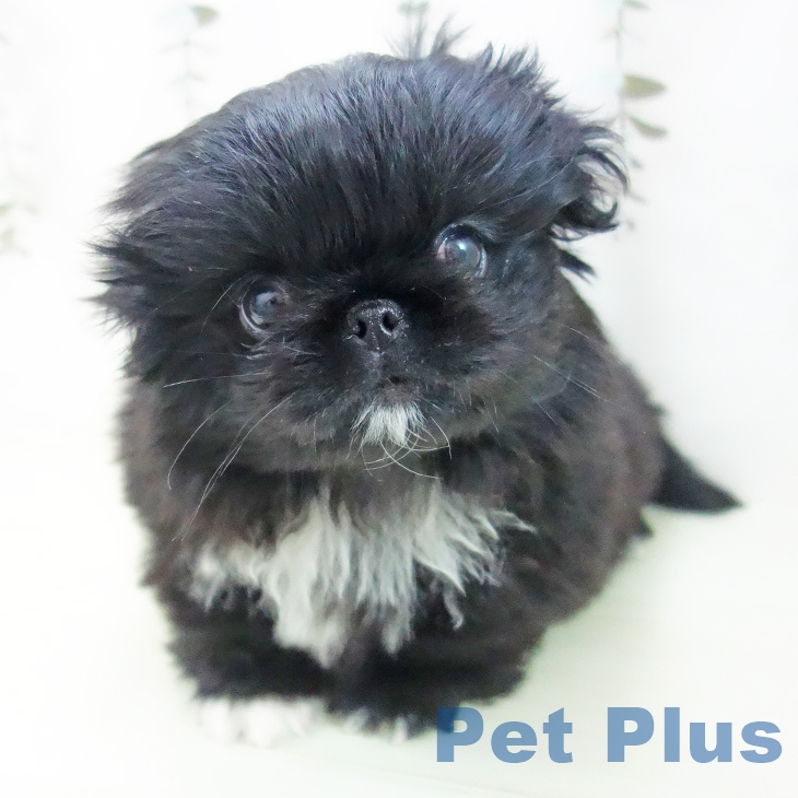 愛知県のペキニーズ (ペットプラス 名古屋茶屋店/2026年1月29日生まれ/男の子/ブラックホワイト)の子犬の1枚目の画像