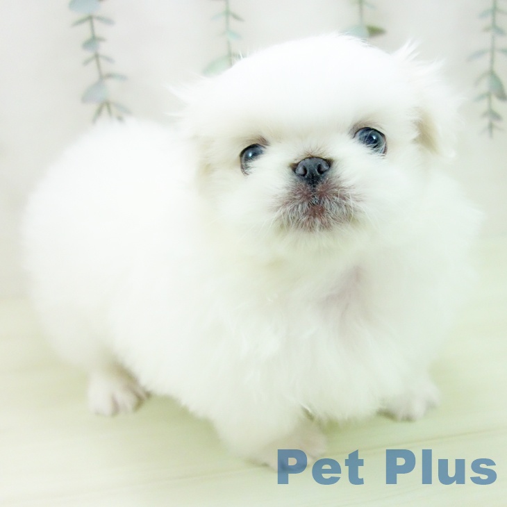 富山県のペキニーズ (ペットプラス 高岡店/2026年1月29日生まれ/男の子/ホワイトクリーム)の子犬の2枚目の画像