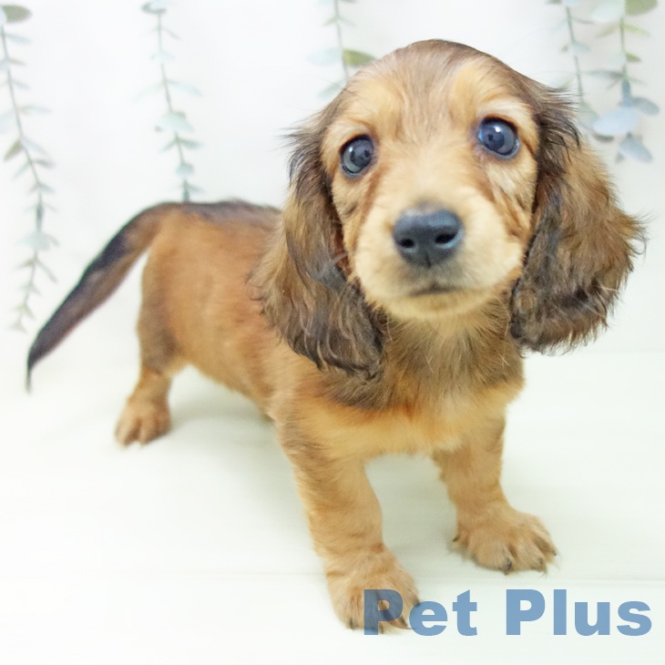 愛知県のミニチュアダックスフンド(ロング) (ペットプラス イオンモール豊川店/2026年1月29日生まれ/男の子/シェーデットレッド)の子犬