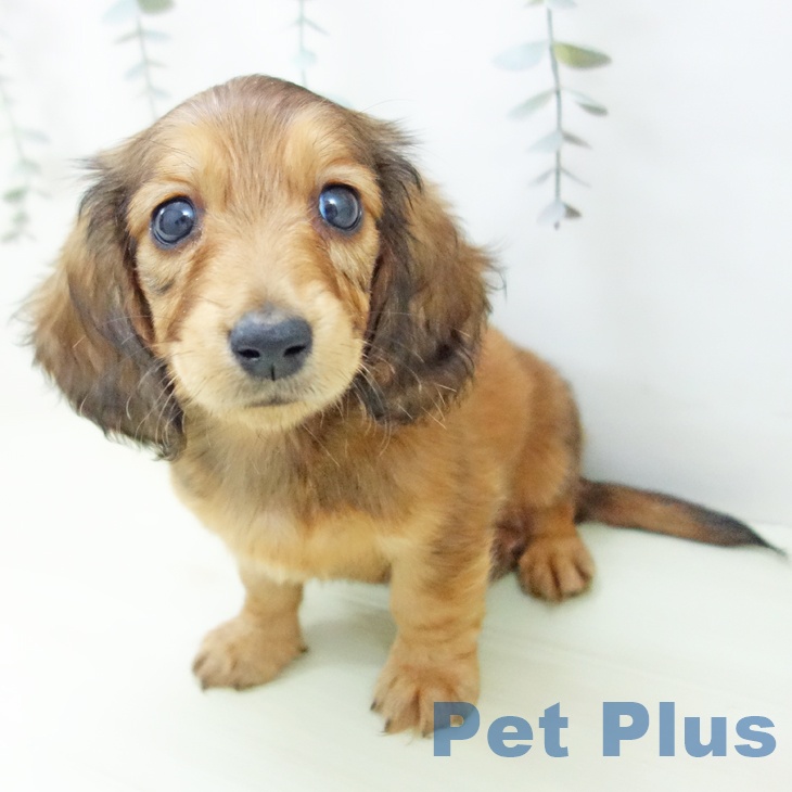 愛知県のミニチュアダックスフンド(ロング) (ペットプラス イオンモール豊川店/2026年1月29日生まれ/男の子/シェーデットレッド)の子犬の2枚目の画像