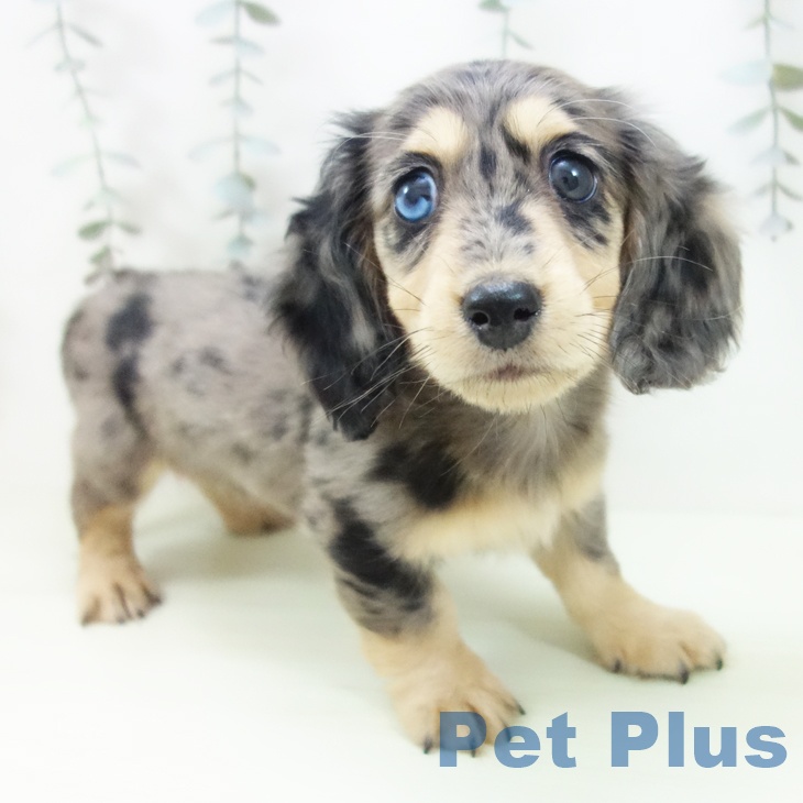 愛知県のミニチュアダックスフンド(ロング) (ペットプラス 名古屋茶屋店/2026年1月29日生まれ/男の子/シルバーダップル)の子犬の1枚目の画像