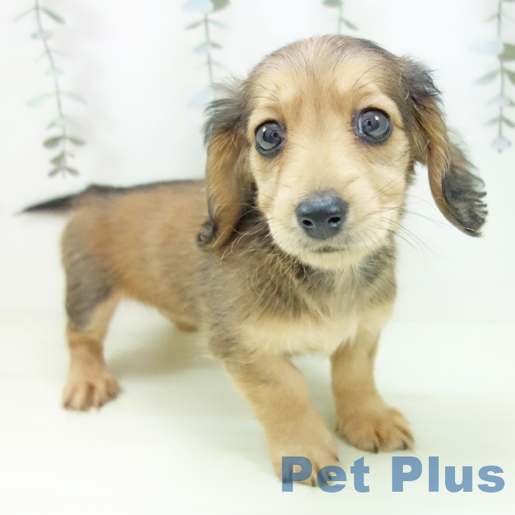 愛知県のミニチュアダックスフンド(ロング) (ペットプラス 岡崎店/2026年1月29日生まれ/女の子/シェーデットイエロー)の子犬の1枚目の画像