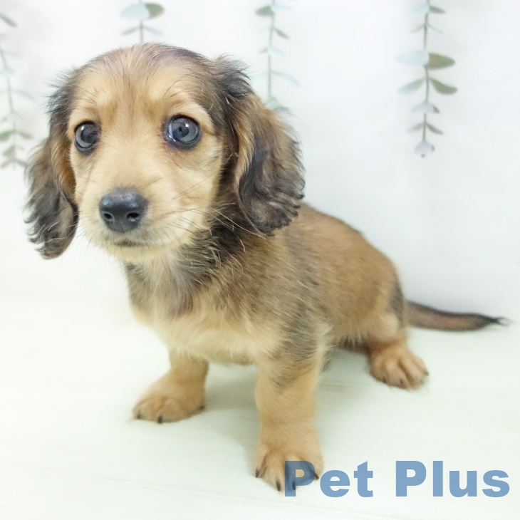 愛知県のミニチュアダックスフンド(ロング) (ペットプラス 岡崎店/2026年1月29日生まれ/女の子/シェーデットイエロー)の子犬の2枚目の画像