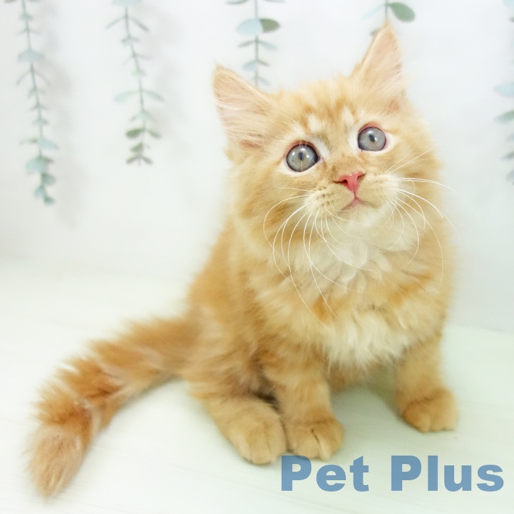 石川県のサイベリアン (ペットプラス 新小松店/2026年1月14日生まれ/女の子/レッドタビー)の子猫の1枚目の画像