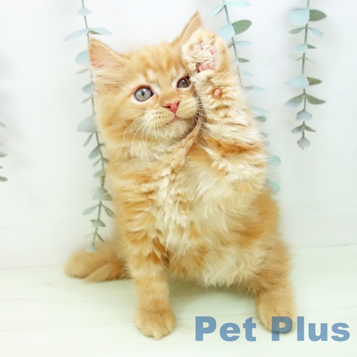 石川県のサイベリアン (ペットプラス 新小松店/2026年1月14日生まれ/女の子/レッドタビー)の子猫の2枚目の画像