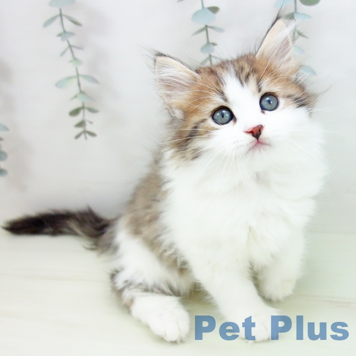 サイベリアンの写真2