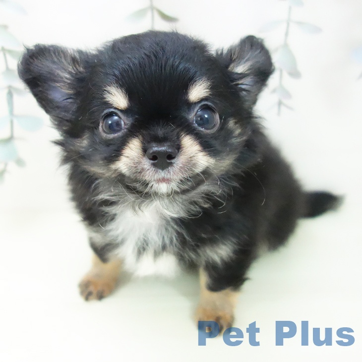 岐阜県のチワワ(ロング) (ペットプラス 各務原店/2026年1月27日生まれ/男の子/ブラックタン)の子犬