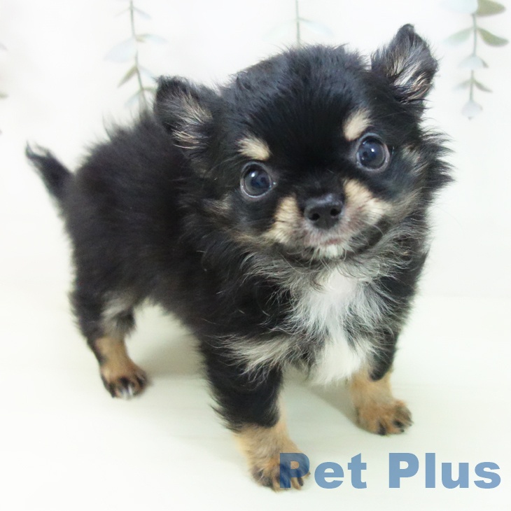 岐阜県のチワワ(ロング) (ペットプラス 各務原店/2026年1月27日生まれ/男の子/ブラックタン)の子犬の2枚目の画像