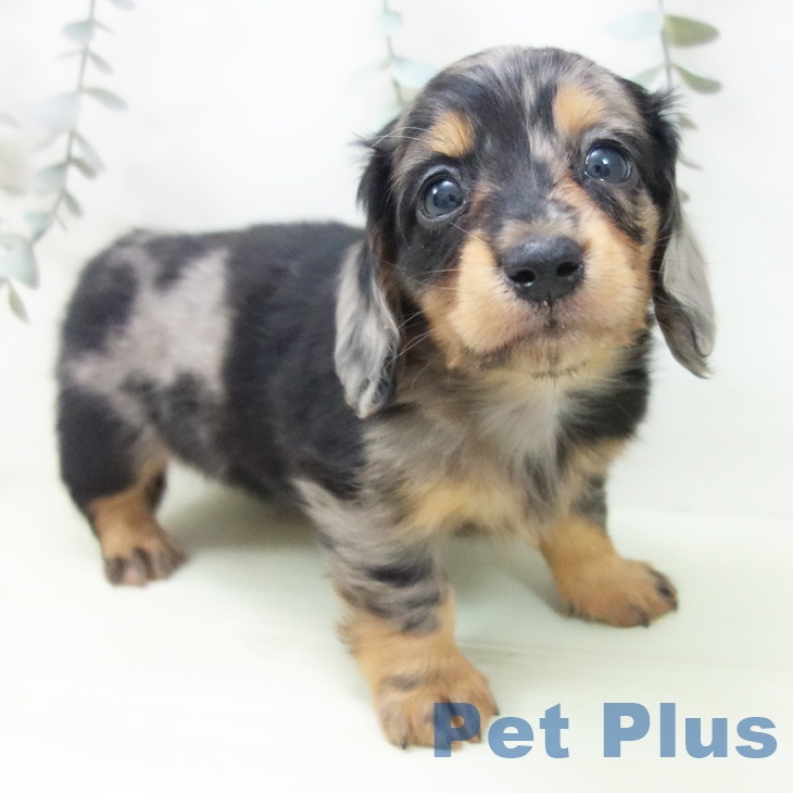 石川県のミニチュアダックスフンド(ロング) (ペットプラス 白山店/2026年1月29日生まれ/男の子/シルバーダップル)の子犬の1枚目の画像