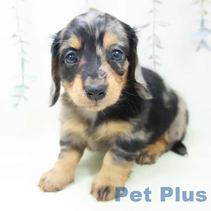 石川県のミニチュアダックスフンド(ロング) (ペットプラス 白山店/2026年1月29日生まれ/男の子/シルバーダップル)の子犬の2枚目の画像