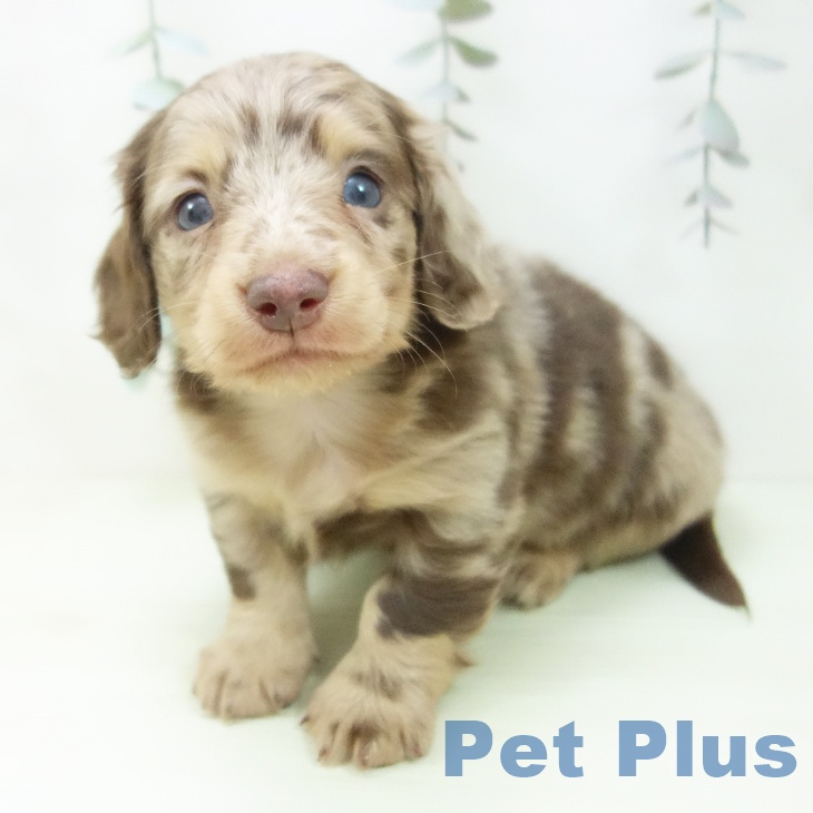 ミニチュア・ダックスフンド