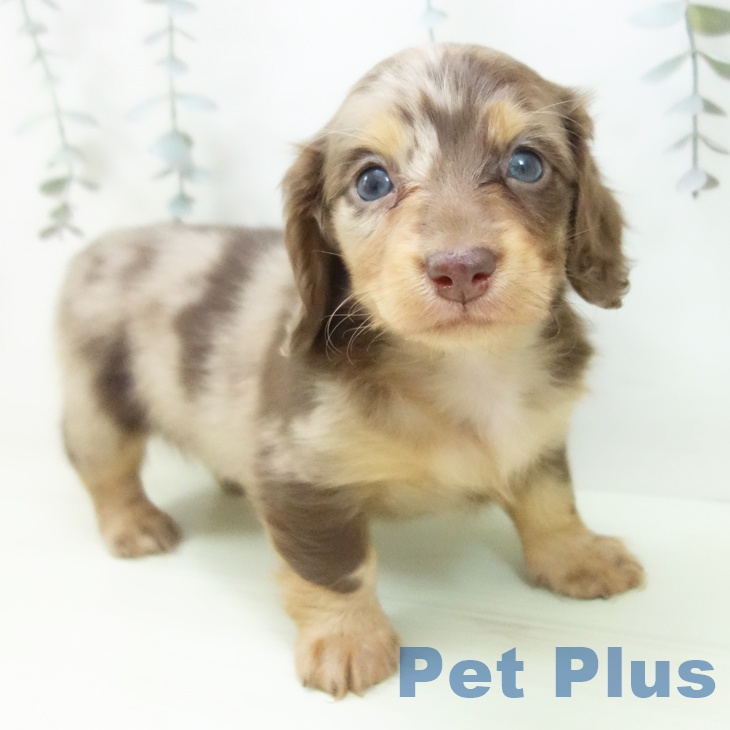 ミニチュア・ダックスフンド