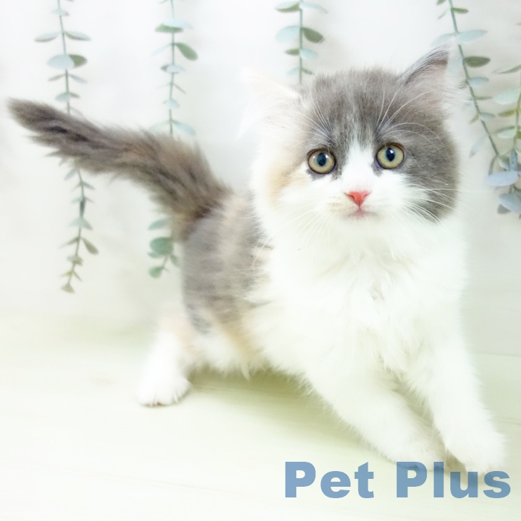 三重県のサイベリアン (ペットプラス 四日市泊店/2026年1月15日生まれ/女の子/ダイリュートキャリコ)の子猫