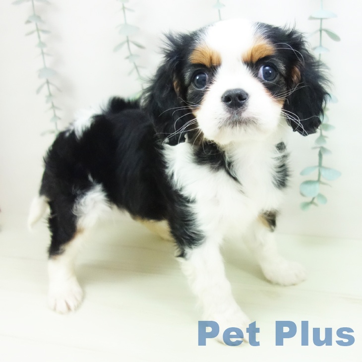 愛知県のキャバリアキングチャールズスパニエル (ペットプラス 岡崎店/2026年1月29日生まれ/女の子/トライカラー)の子犬の1枚目の画像